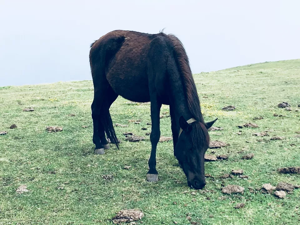Photo of Ali Bugyal, Roopkund Trail, Uttarakhand, India by Sreya Mantena
