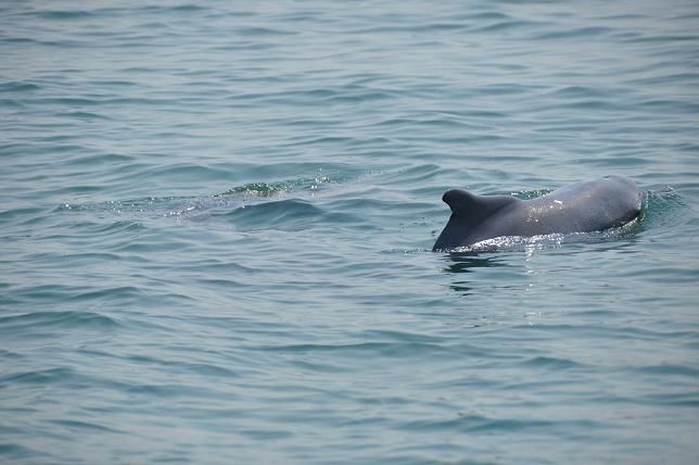 Photo of Dolphin Watch, Kurumgad Island, India by Dhanya
