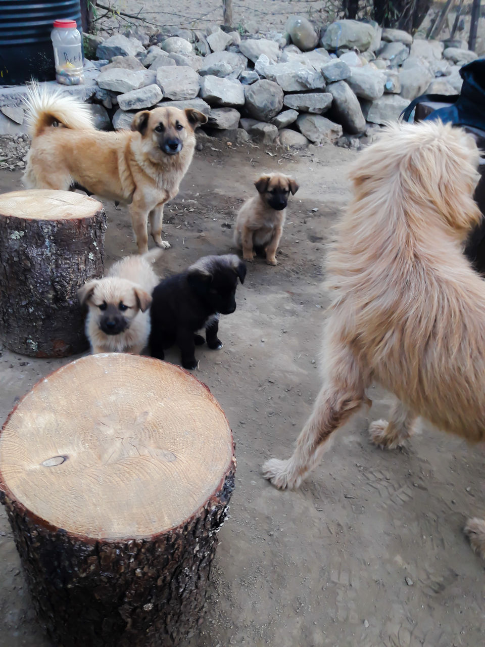 Photo of Ama's Farmstay- The Perfect Blend of Love, Hospitality and Tradition by Richa Devi