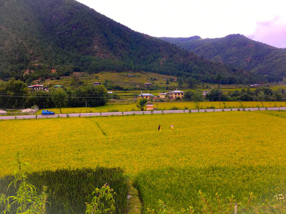 Photo of Ama's Farmstay- The Perfect Blend of Love, Hospitality and Tradition by Richa Devi