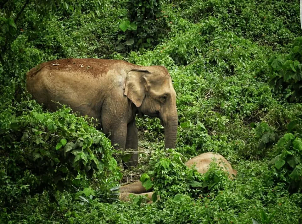 Photo of Valparai-A Roadtrip To One Of The Lesser Known Hill Stations You Must Take This New Year by Richa Devi