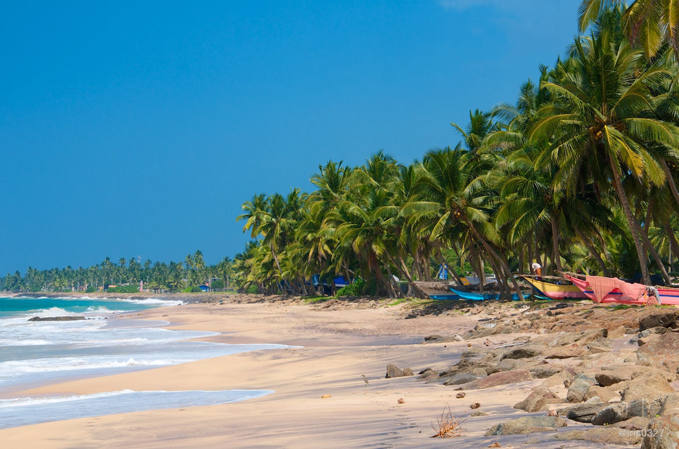 Photo of Surfing, Whale Watching And Swimming With Sea Turtles- A Perfect Sri Lankan Roadtrip by Richa Devi