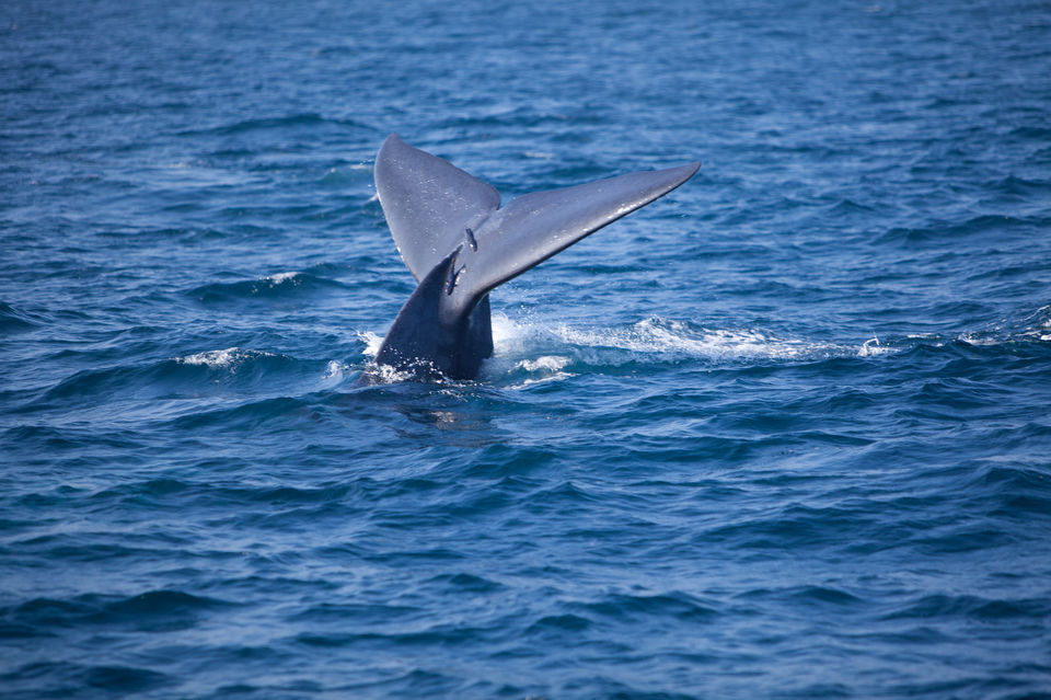 Photo of Surfing, Whale Watching And Swimming With Sea Turtles- A Perfect Sri Lankan Roadtrip by Richa Devi