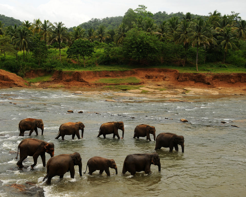 Photo of Surfing, Whale Watching And Swimming With Sea Turtles- A Perfect Sri Lankan Roadtrip by Richa Devi