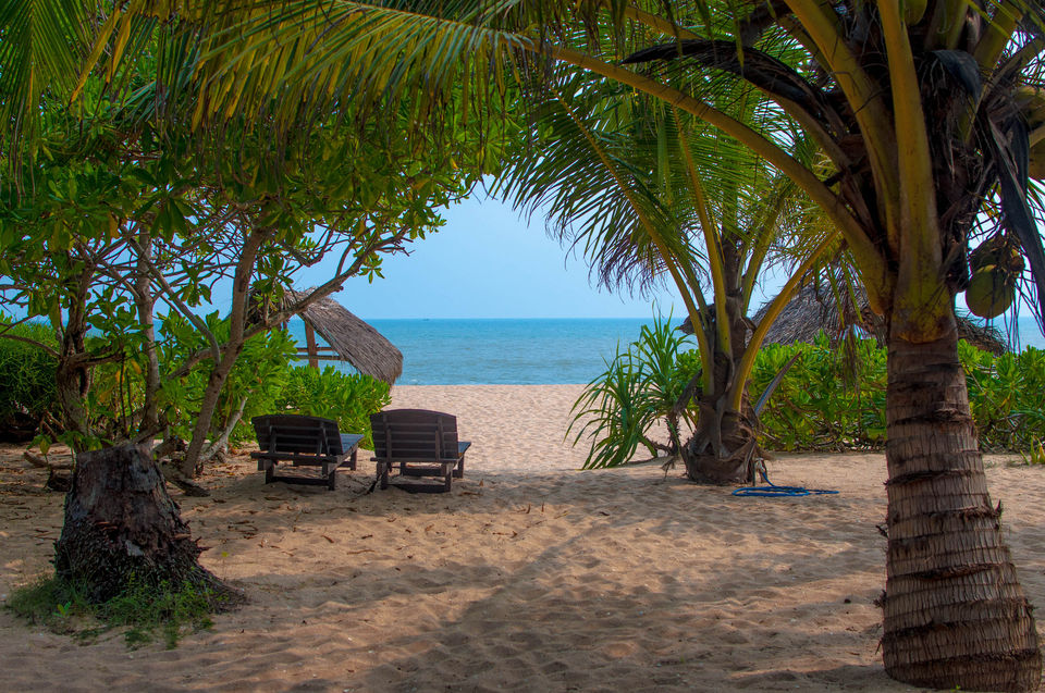 Photo of Surfing, Whale Watching And Swimming With Sea Turtles- A Perfect Sri Lankan Roadtrip by Richa Devi