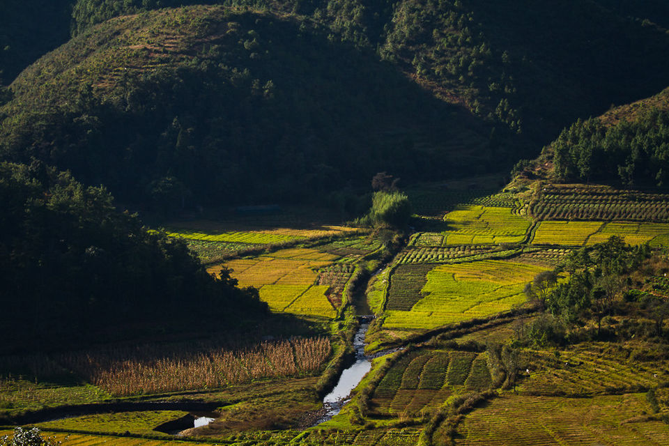 Photo of Maple Pine Farm- An Idyllic Countryside Bed & Breakfast In Mawphlang Village by Richa Devi