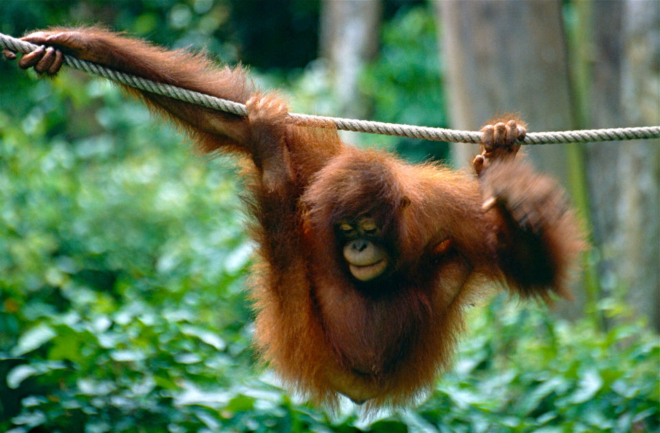 Photo of Sepilok Orangutan Rehabilitation Centre Jalan Sepilok Sepilok Sandakan Sabah Malaysia by Richa Devi