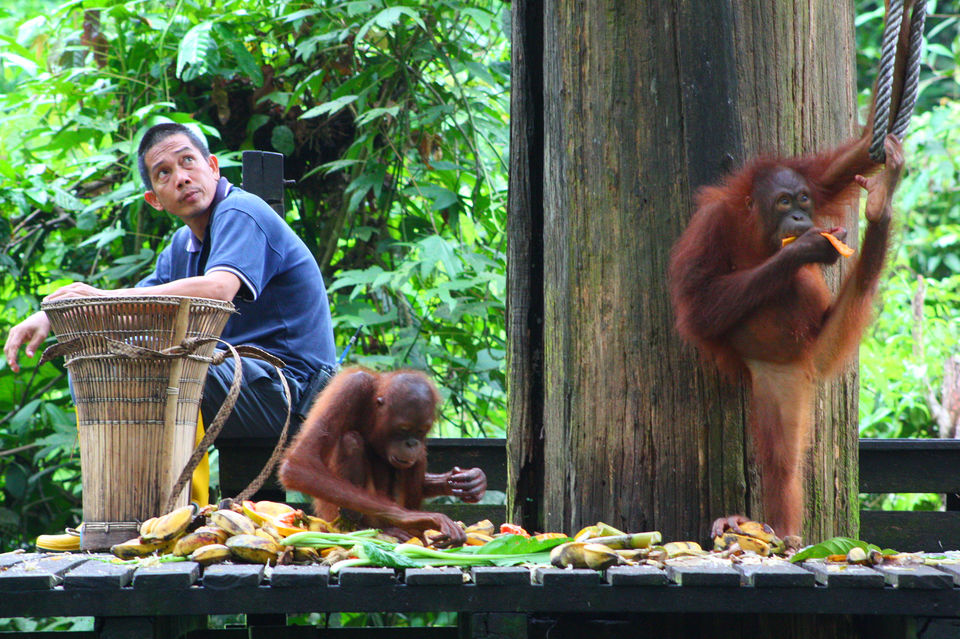 Photo of Land Of Pygmy Elephants And Wild Orangutans- Discover The Lost World of Borneo by Richa Devi