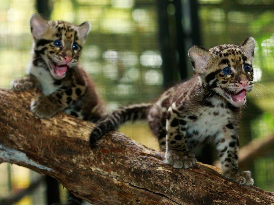 Photo of All You Need To Know About The Night Safari In Singapore 1/2 by Richa Devi