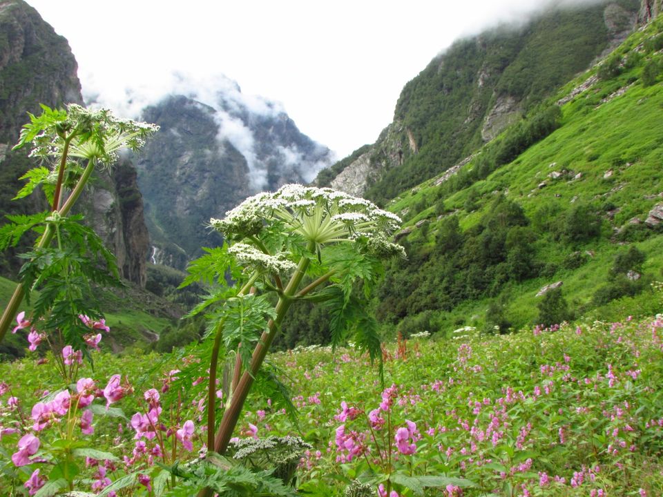 Photo of Valley of Flowers National Park by Aditi Sawant