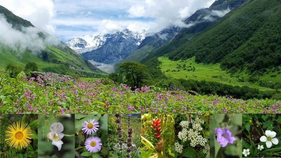 Photo of My First Trek -Valley of Flowers by Aditi Sawant