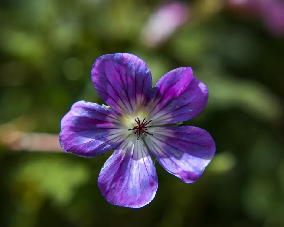 Photo of A Walk in the Flower Wonderland... by Karishma Laskar