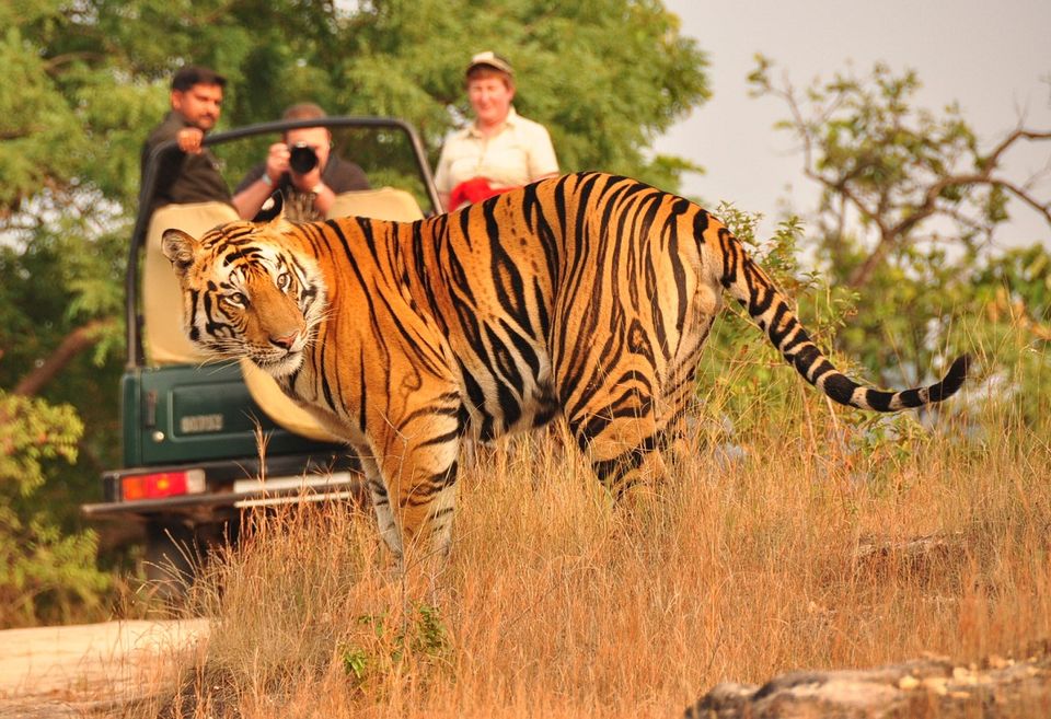 Photo of Ranthambore Tiger Reserve, Sawai Madhopur, Rajasthan, India by Manish Bhardwaj