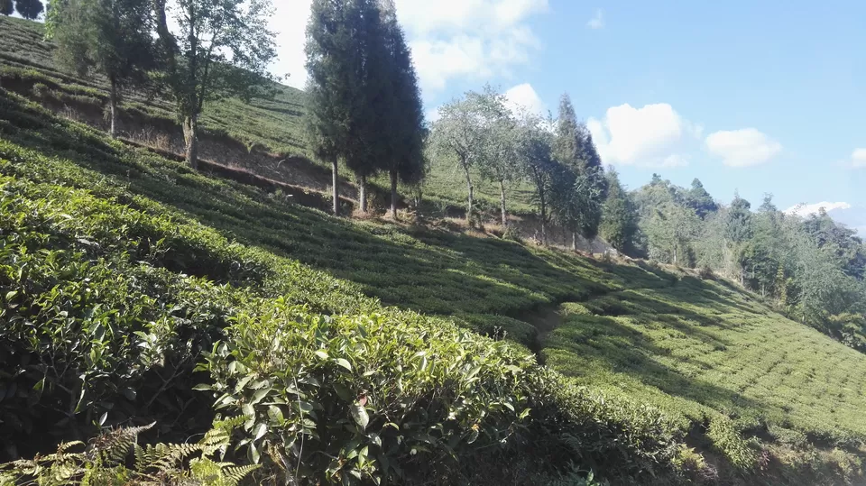Photo of Temi Tea Garden, South Sikkim, Sikkim, India by Arushi Agrawal