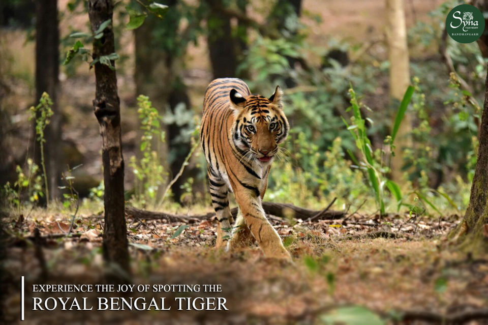 Photo of Experience the joy of spotting the Royal Bengal Tiger by Syna Tiger Resort