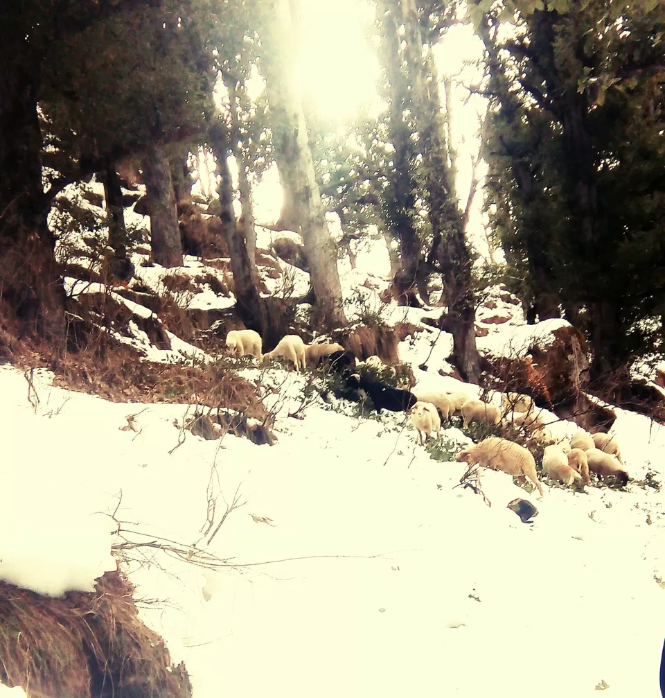 Photo of Pulga, मणिकर्ण - बर्शेणी सड़क, Sosan, Himachal Pradesh, India by Shivansh Singhal