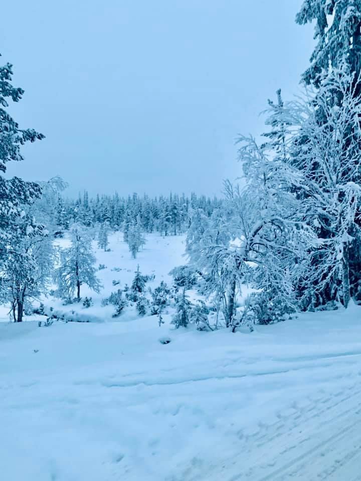 Photo of Saariselkä, Finland by Ria Ghosh