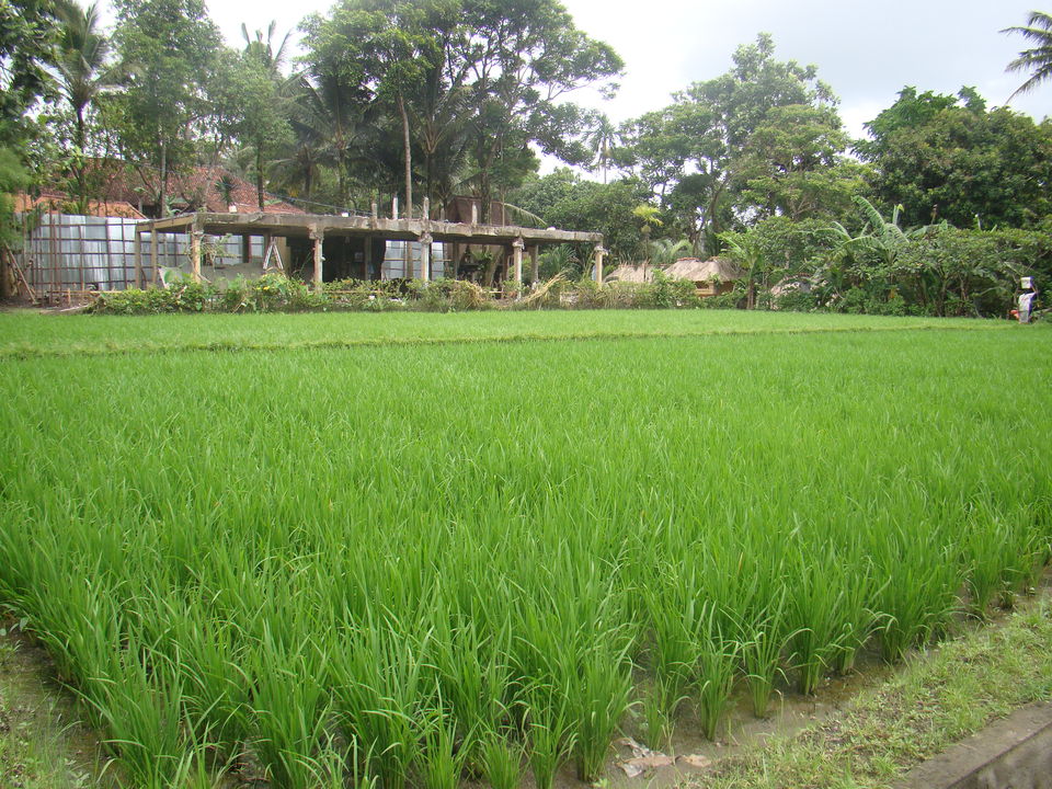 Photo of Ubud, Bali, Indonesia by Yesha Gala