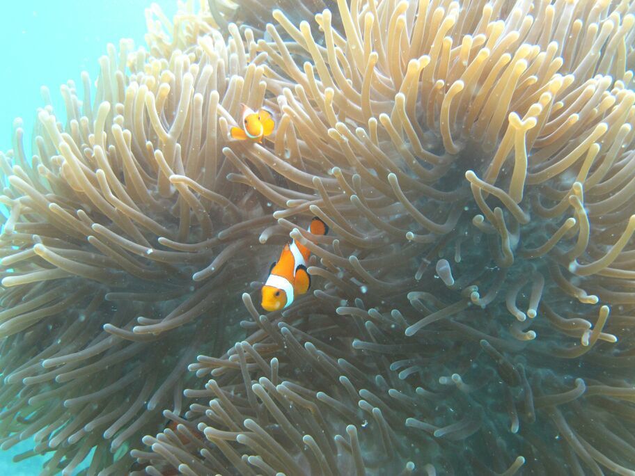 Photo of Menjangan Diving, Buleleng, Bali, Indonesia by Yesha Gala