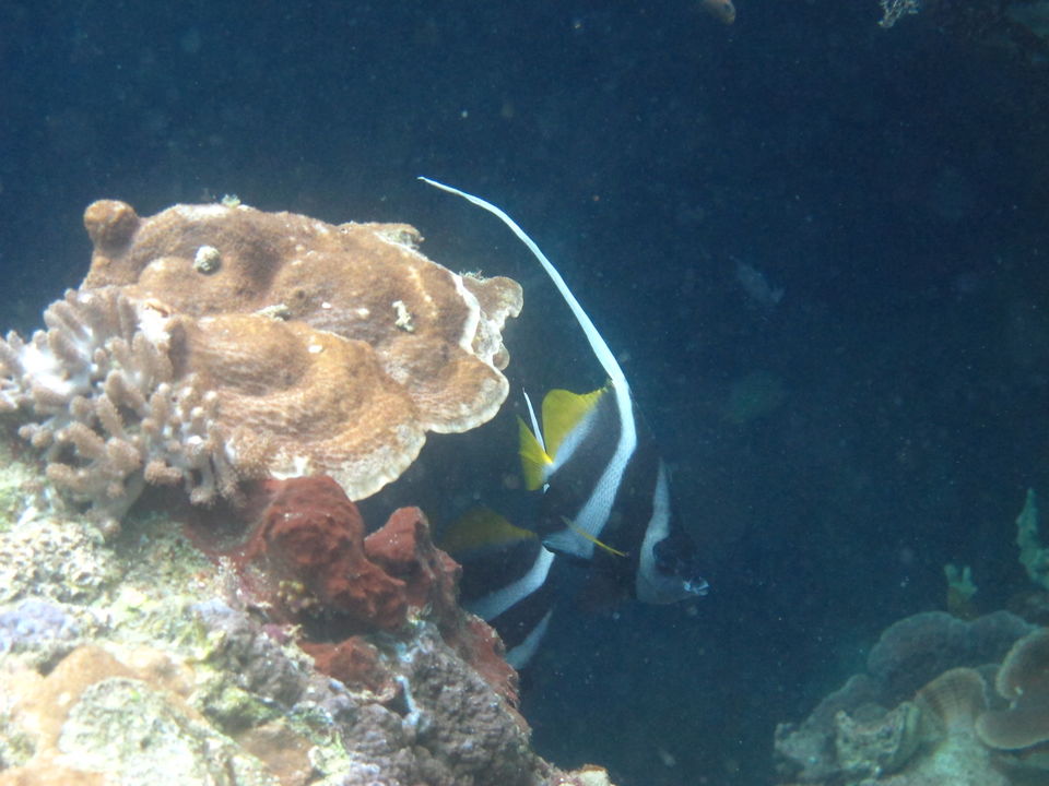 Photo of Menjangan Diving, Buleleng, Bali, Indonesia by Yesha Gala