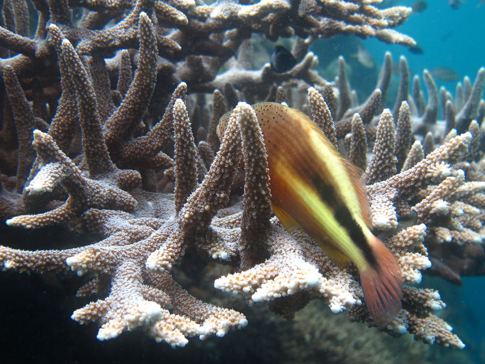Photo of Menjangan Diving, Buleleng, Bali, Indonesia by Yesha Gala