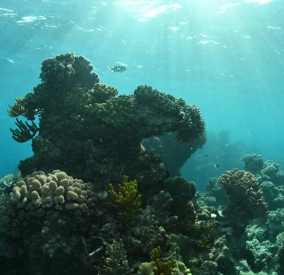 Photo of The Great Barrier Reef, Auchenflower QLD, Australia by Sandhya Vasudeva Rao
