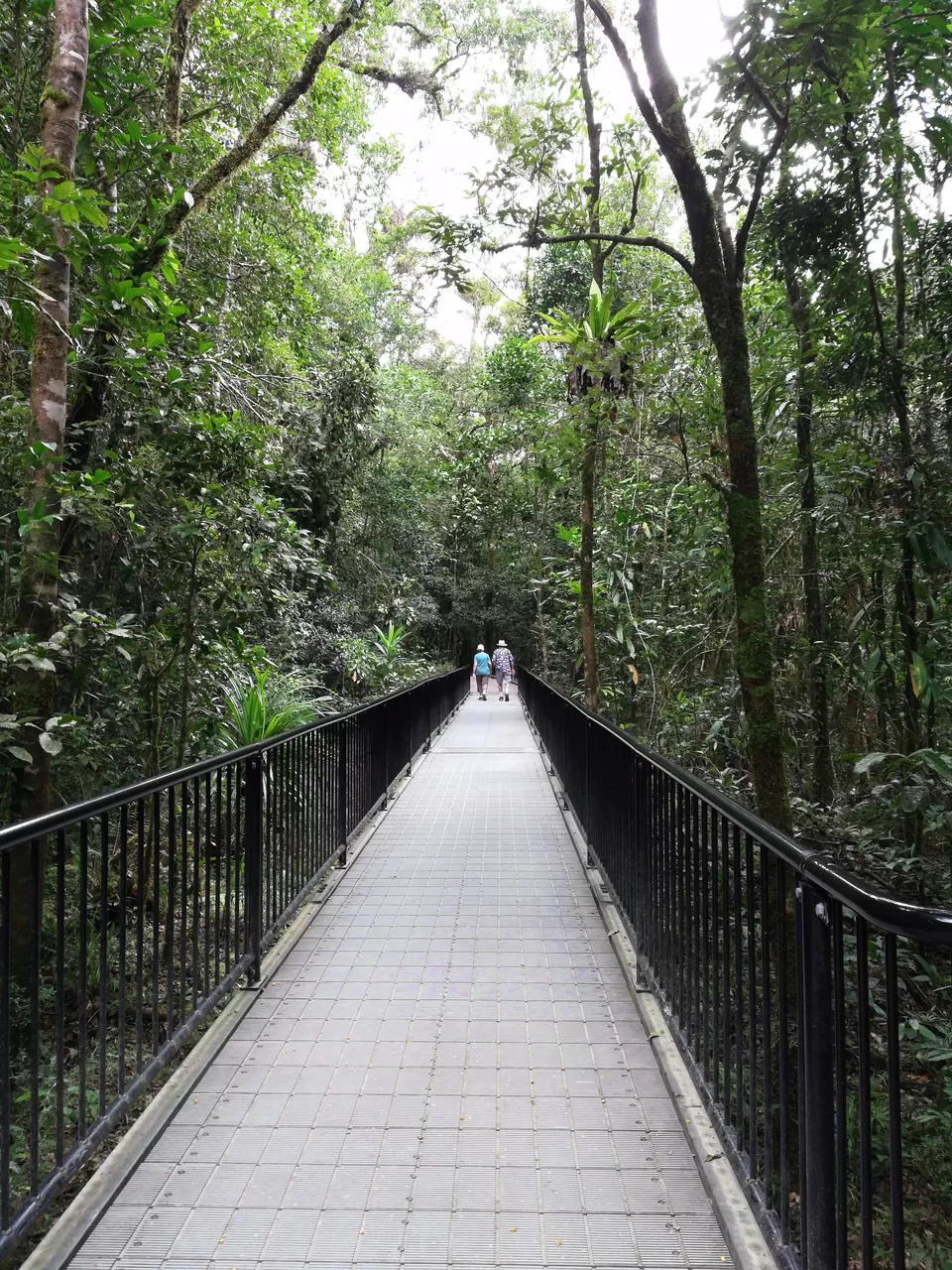 Photo of Daintree National Park, Queensland, Australia by Sandhya Vasudeva Rao