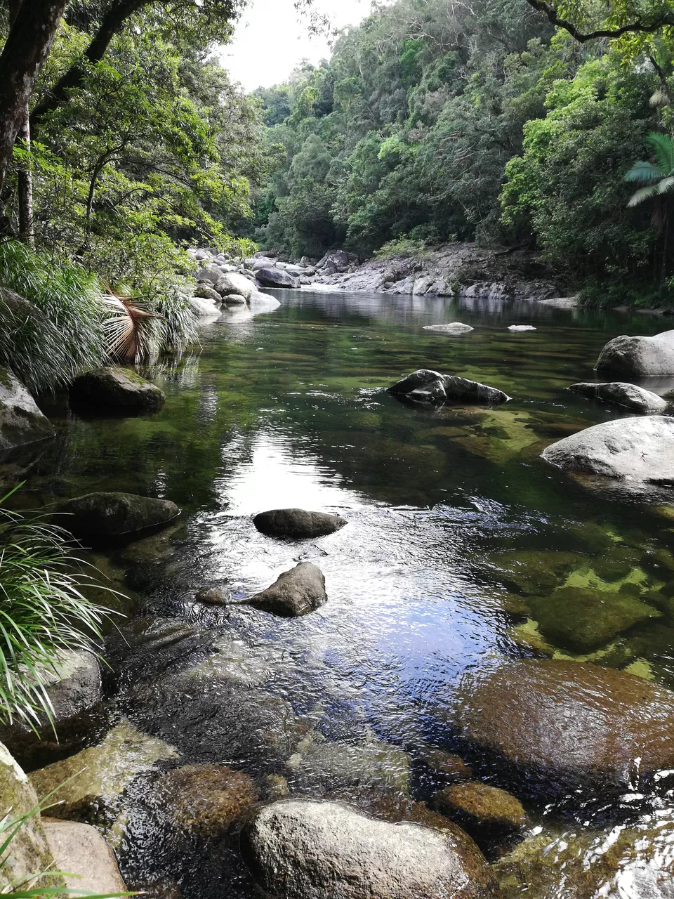 Photo of Mossman Gorge QLD, Australia by Sandhya Vasudeva Rao