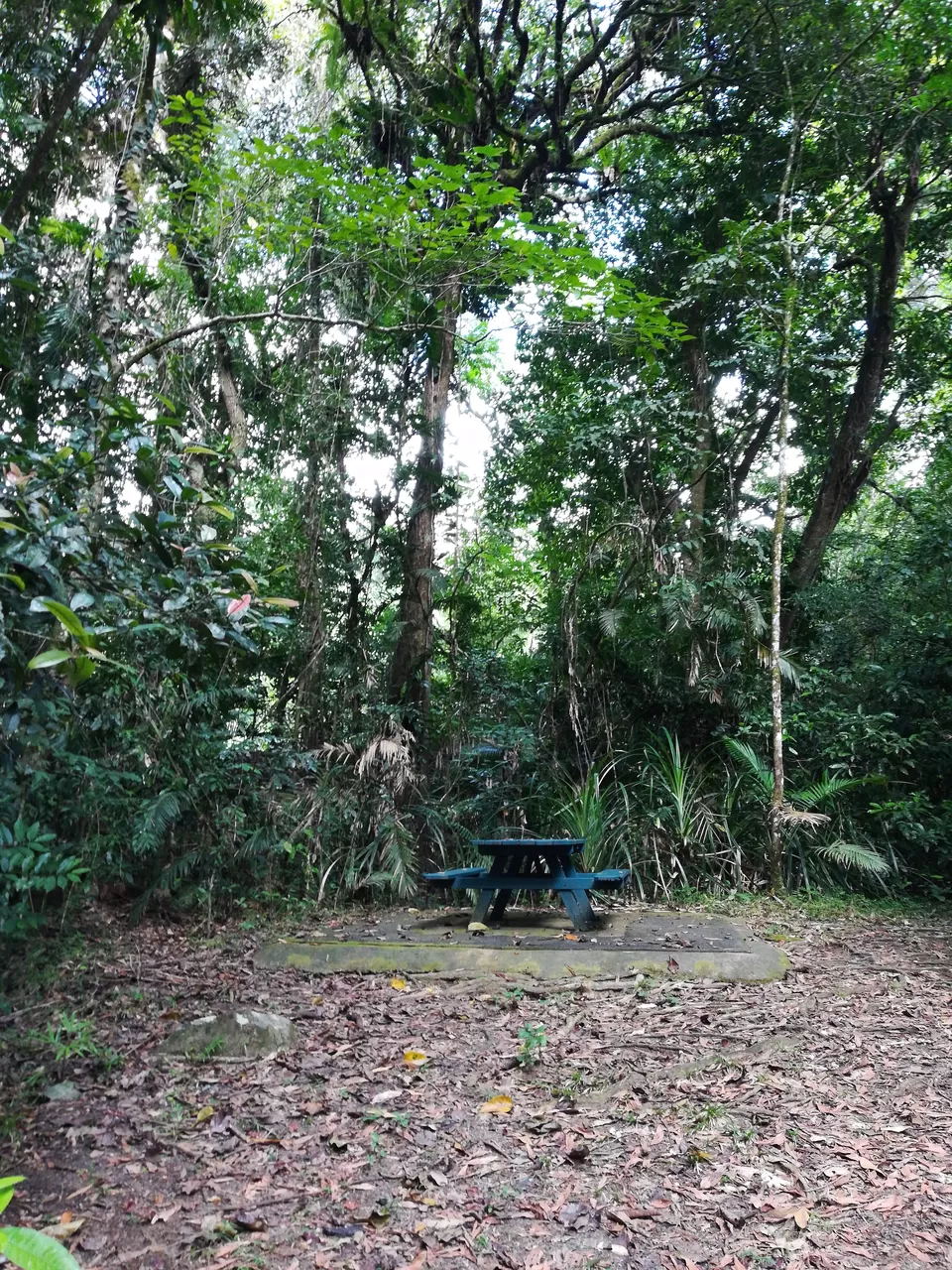 Photo of Daintree National Park, Queensland, Australia by Sandhya Vasudeva Rao