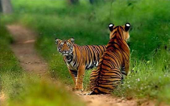 Photo of Sundarban National Park, West Bengal, India by varun srivastava