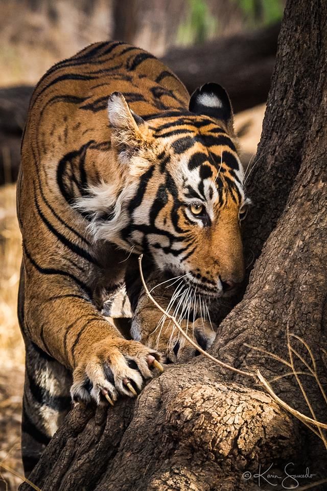 Photo of Ranthambore National Park, New Delhi, Delhi, India by varun srivastava