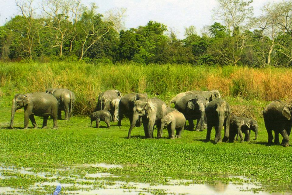 Photo of Online Safari Booking In Kaziranga 1/6 by varun srivastava