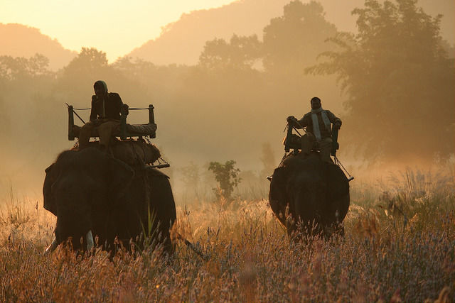 Photo of Online Safari Booking In Kaziranga 6/6 by varun srivastava