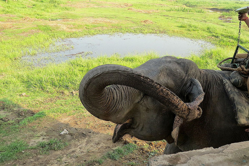 Photo of Online Safari Booking In Kaziranga 4/6 by varun srivastava