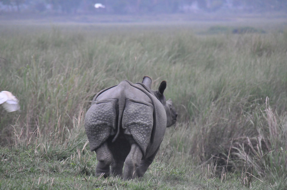 Photo of Online Safari Booking In Kaziranga 3/6 by varun srivastava