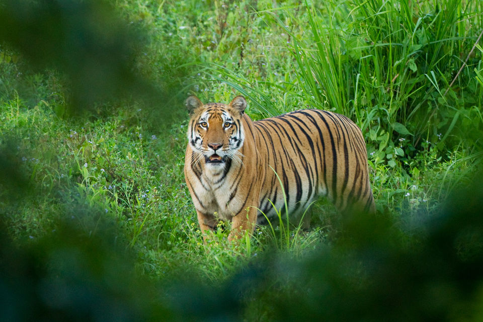 Photo of Online Safari Booking In Kaziranga 2/6 by varun srivastava