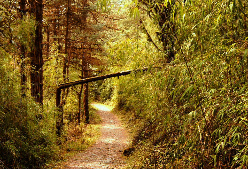 Photo of Four Most Famous Wildlife Sanctuaries in Sikkim 3/4 by varun srivastava