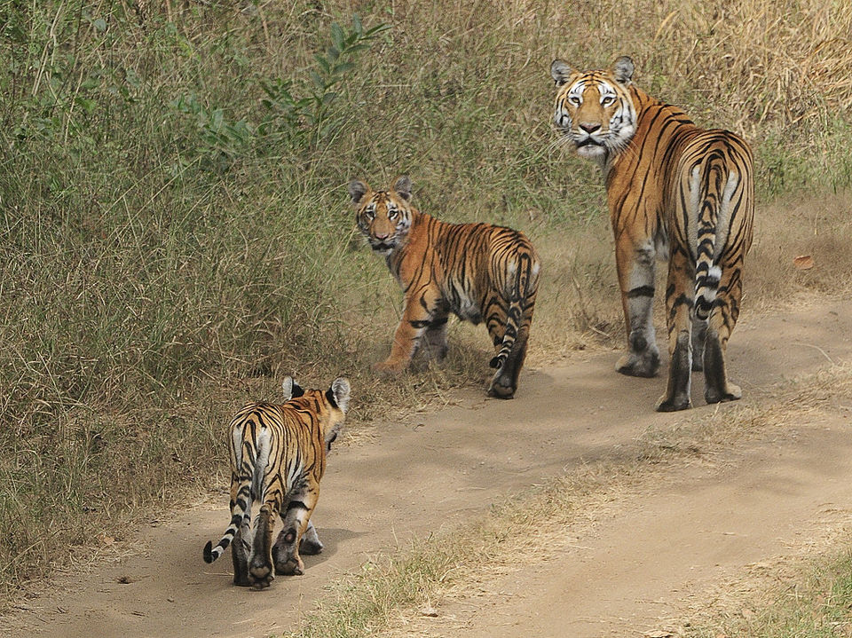 Photo of When Is The Best Time To Visit Pench National Park In Madhya Pradesh! 1/1 by varun srivastava