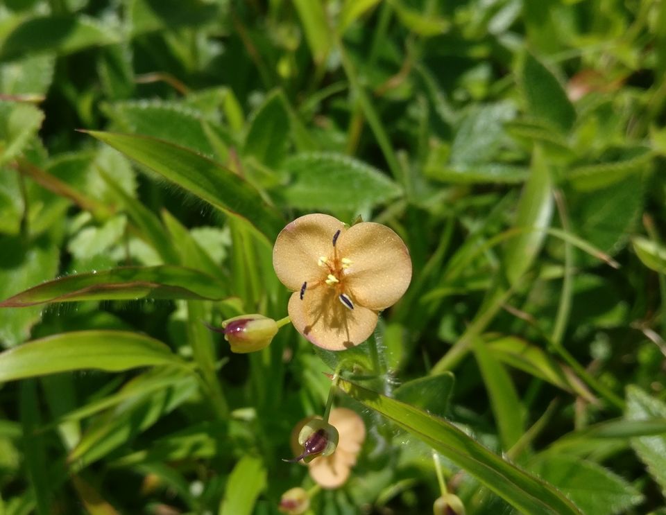 Photo of A VALLEY OF FLOWERS(KAAS PATHAR)-WHICH IS BEST TIME TO VISIT KAAS? by Sambhaji Patil