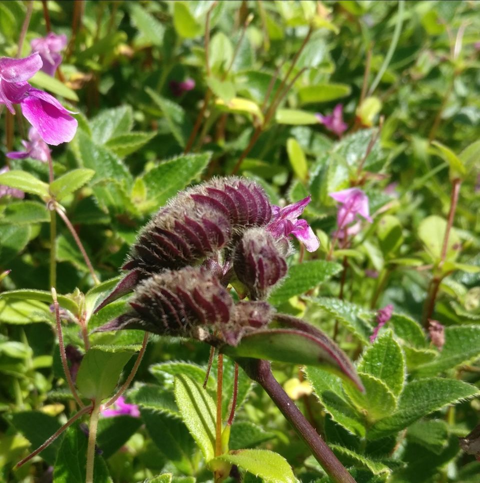 Photo of A VALLEY OF FLOWERS(KAAS PATHAR)-WHICH IS BEST TIME TO VISIT KAAS? by Sambhaji Patil