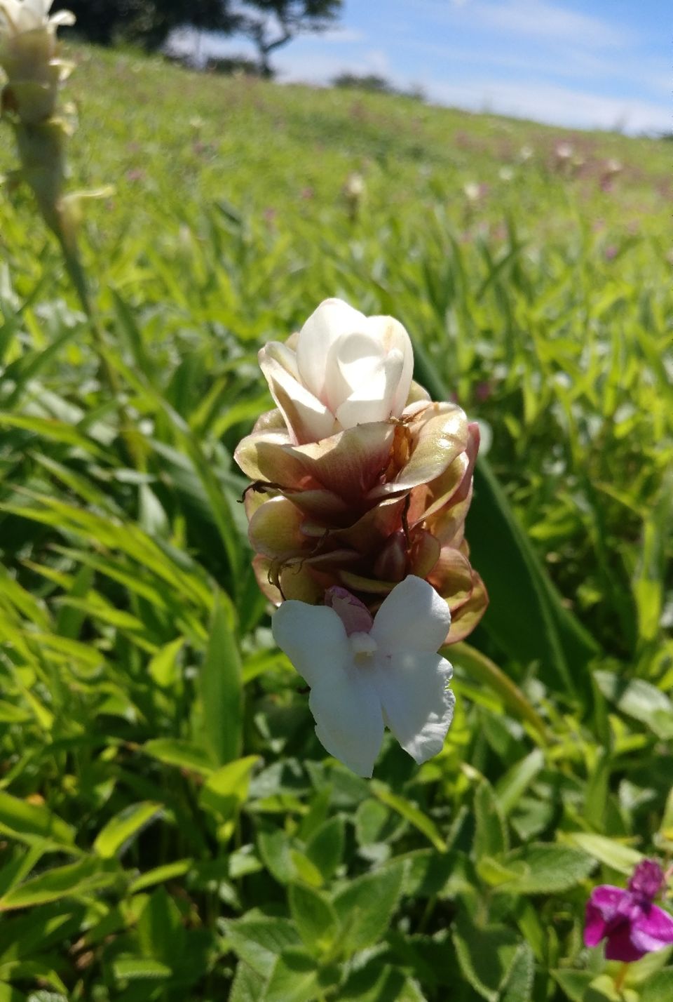 Photo of A VALLEY OF FLOWERS(KAAS PATHAR)-WHICH IS BEST TIME TO VISIT KAAS? by Sambhaji Patil