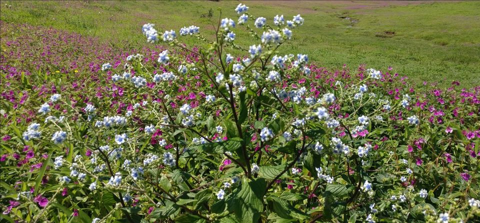 Photo of A VALLEY OF FLOWERS(KAAS PATHAR)-WHICH IS BEST TIME TO VISIT KAAS? by Sambhaji Patil