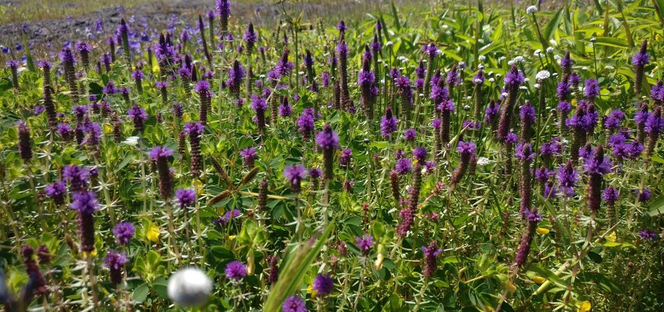 Photo of A VALLEY OF FLOWERS(KAAS PATHAR)-WHICH IS BEST TIME TO VISIT KAAS? by Sambhaji Patil