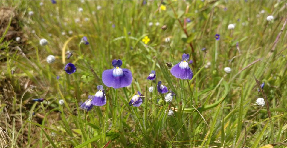 Photo of A VALLEY OF FLOWERS(KAAS PATHAR)-WHICH IS BEST TIME TO VISIT KAAS? by Sambhaji Patil