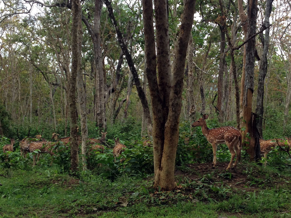 Photo of Bandipur National Park, Karnataka, India by Arjun M G