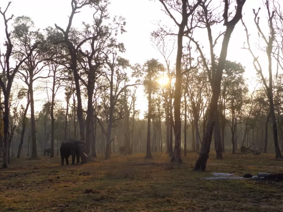 Photo of Dubare Elephant Camp, Madikeri, Karnataka, India by Kumar Akshay