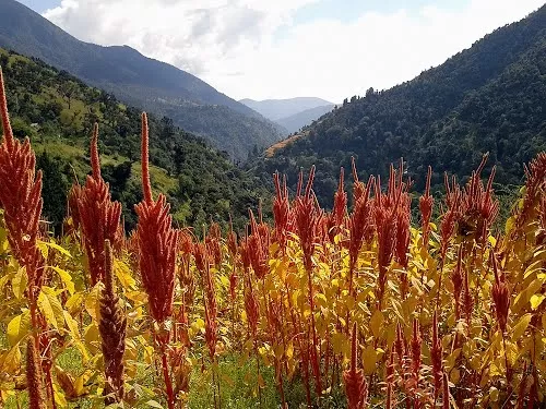 Photo of Roopkund Camp 2, Van, Uttarakhand, India by Sandeep Bisht