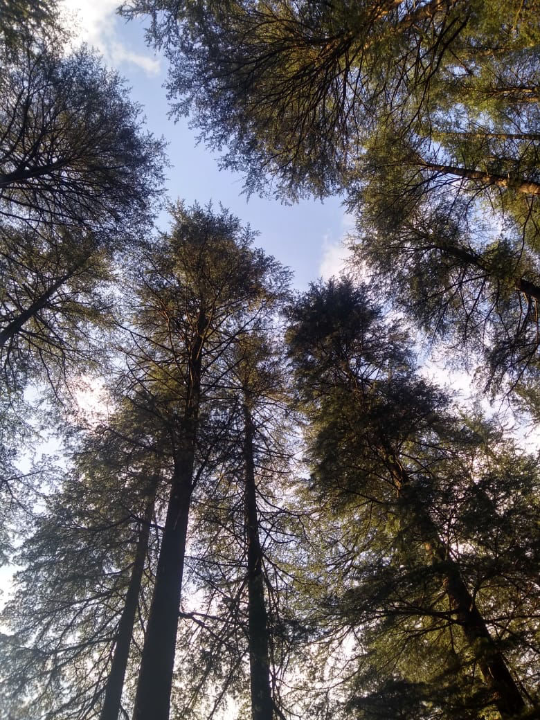 Photo of Uphill In The Lap Of Forest by kanishka Bhandari