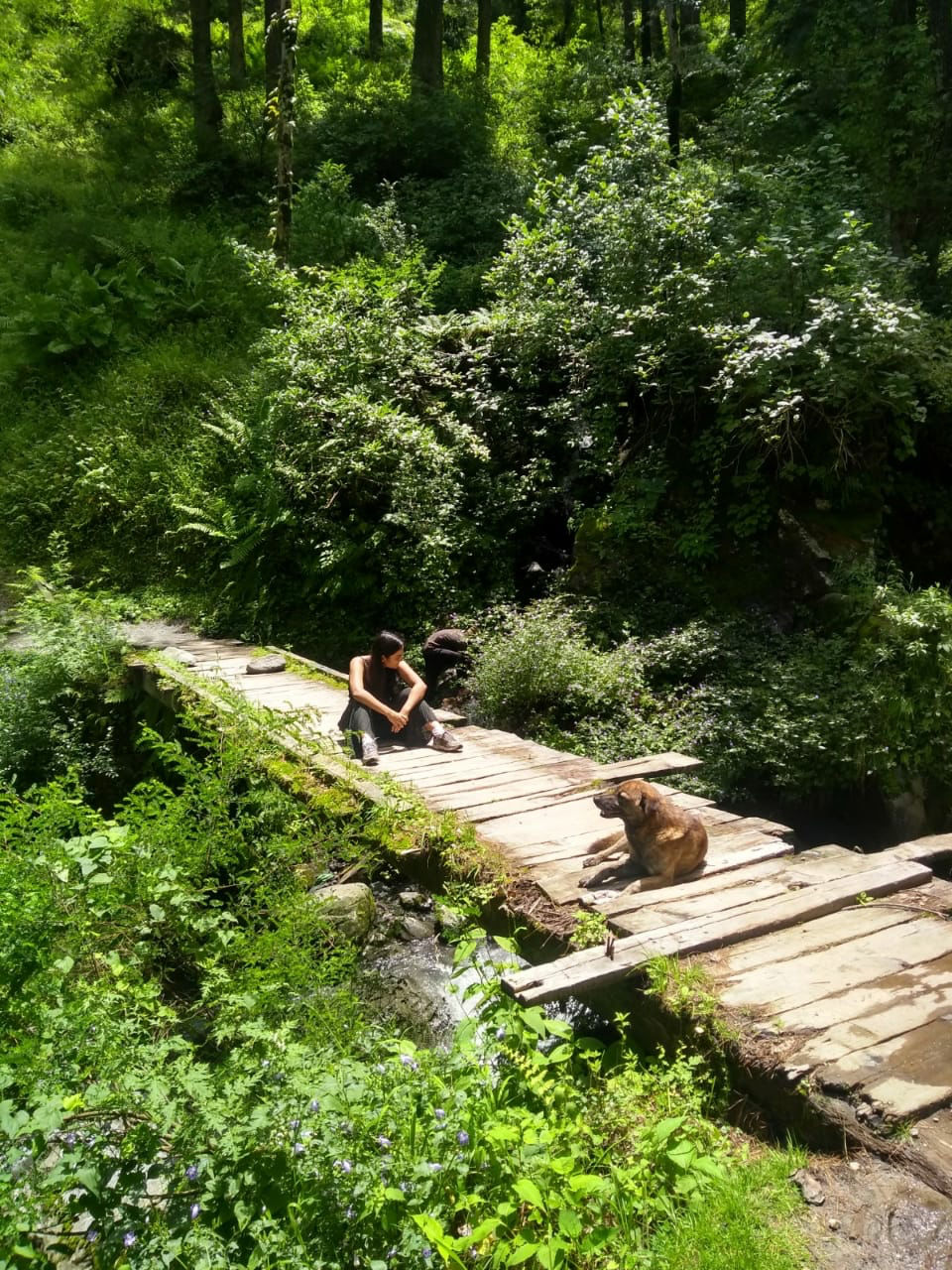 Photo of Uphill In The Lap Of Forest by kanishka Bhandari