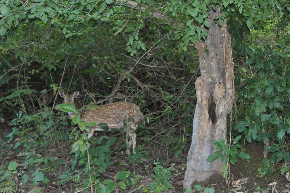 Photo of Jim Corbett: Nature's Treat by KAPIL KUMAR